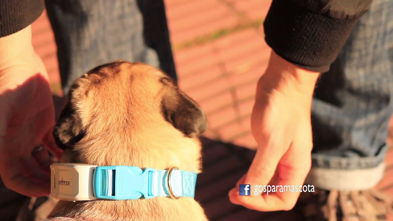GPS para Mascotas