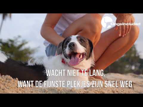 Video: De Reissite Heeft Een Canine Critic Nodig Om Huisdiervriendelijke Hotels Te Beoordelen