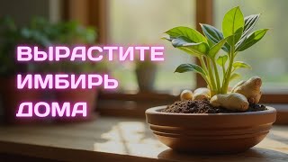 картинка: Как вырастить имбирь дома БЕЗ ПРОБЛЕМ