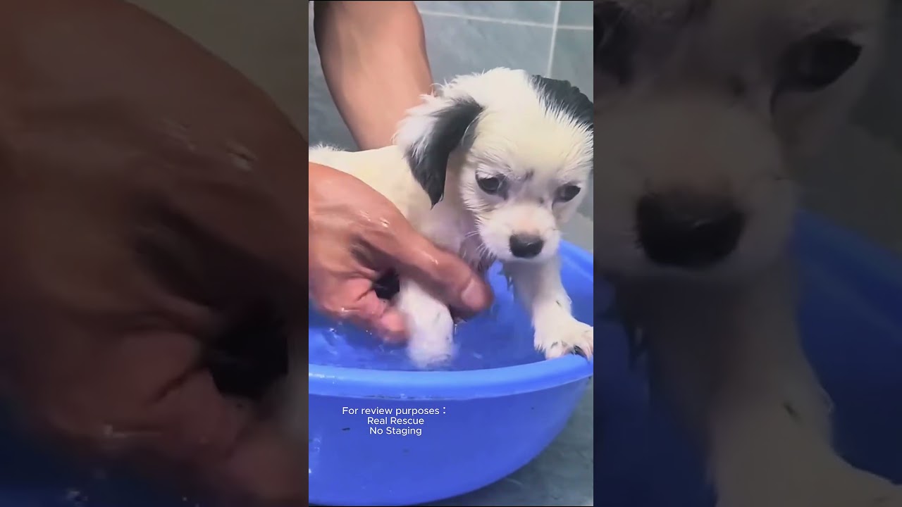 Rescuing a neglected puppy and then...#ColoringApp #RelaxingApp #ArtTherapy #coloring