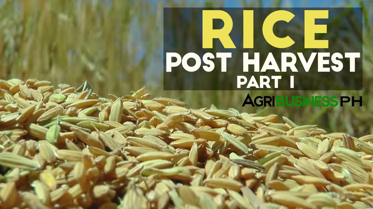 How Is Rice Stored After Harvesting?