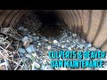 Cleaning Culvert and Clearing Beaver Dams #Satisfying #Beaver #Dam