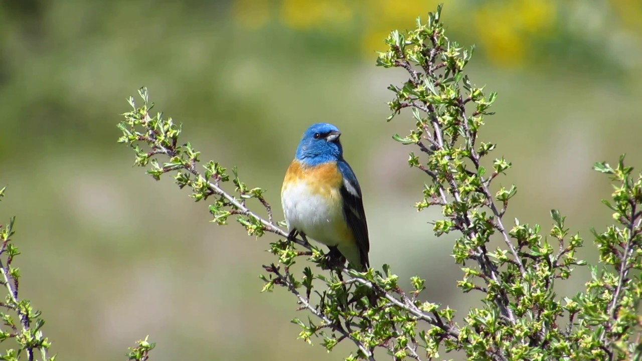 Lazuli Bunting 