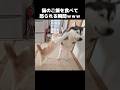 猫のご飯を食べて怒られる瞬間がこちら...#shorts