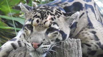 Quali sono gli animali silenziosi?