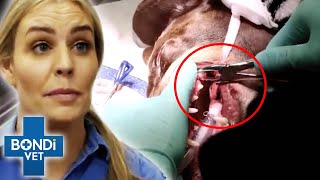 Vet Makes Heartbreaking Discovery While Removing Dog's Rotten Teeth | Bondi Vet Clips | Bondi Vet