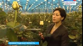Розы Розы