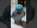 Zeus chat #bird #petparrot #birdshorts #talkingparrot #talkingbirds #cutebirds #birdvideos #parrot
