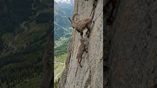 Gravity is a Myth! Baby Goats Scale Steep Mountain Cliff 😲🐐#BabyGoats #MountainClimbing #CuteAnimals