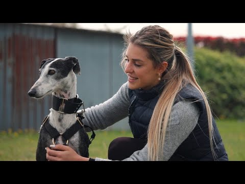 Video: Adottando i Greyhound da corsa in pensione come animali domestici