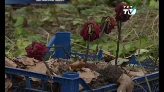 В парке Александрино появились свежие могилы домашних животных В парке Александрино появились свежие могилы домашних животных