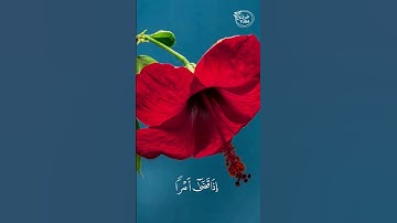سبحانه اذا قضى أمرًا - سورة مريم الاية ٣٥