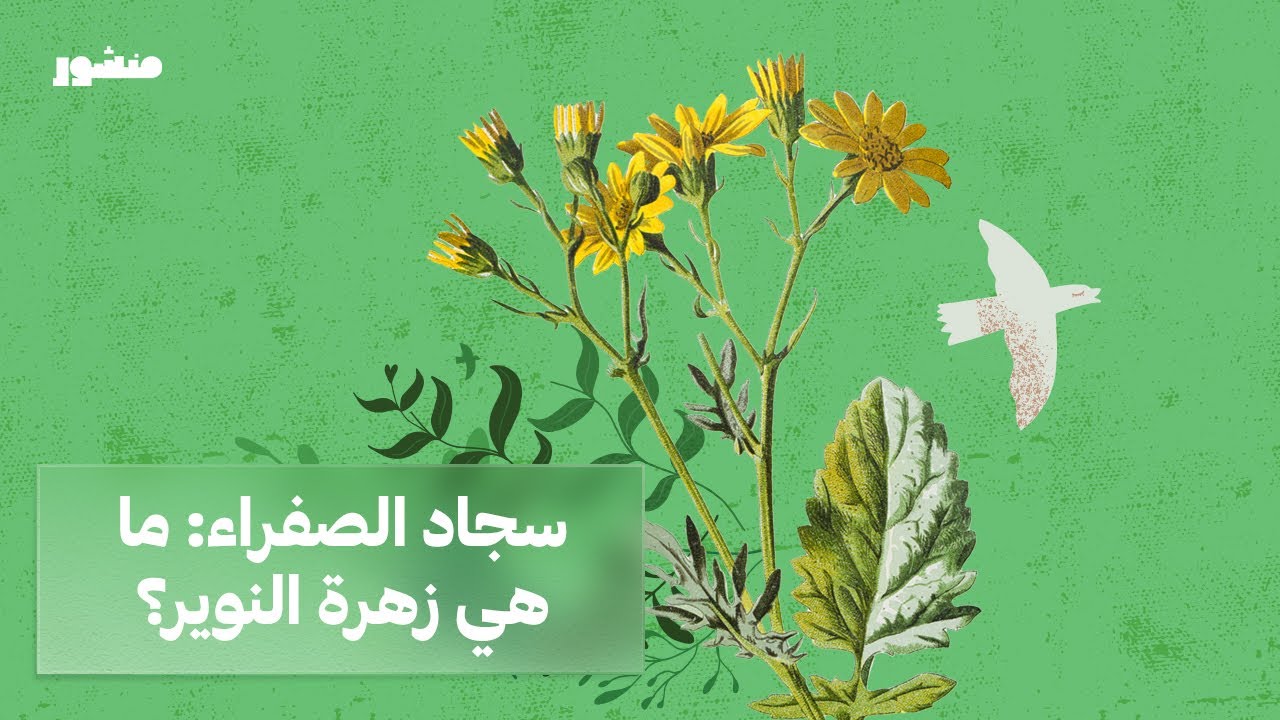 سجاد الصفراء: ما هي زهرة النوير؟ - YouTube