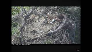 Eaglet Rescue at Bald Canyon Nest! Eaglet Appears Unharmed 05.02.2024 IWS