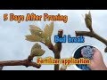 Fertilizer application for grapes after pruning