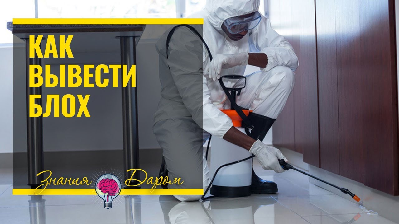 КАК ВЫВЕСТИ БЛОХ В КВАРТИРЕ - YouTube
