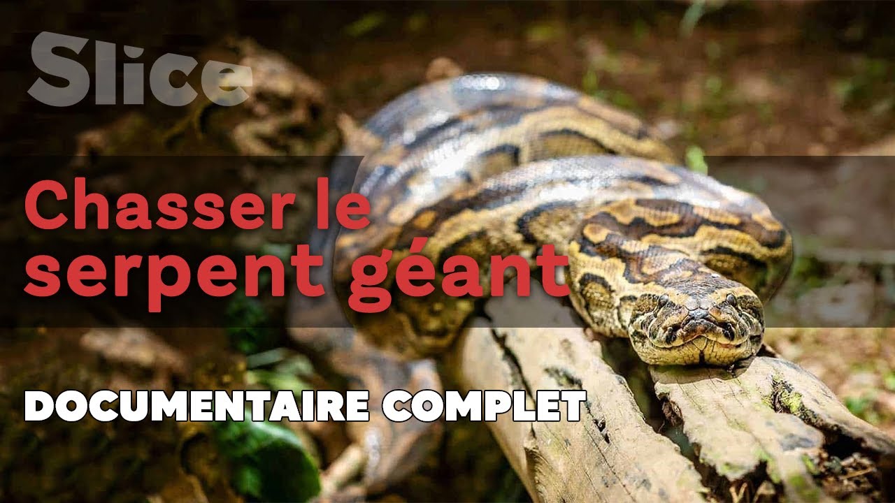 Chasser le serpent gant  SLICE I Documentaire complet