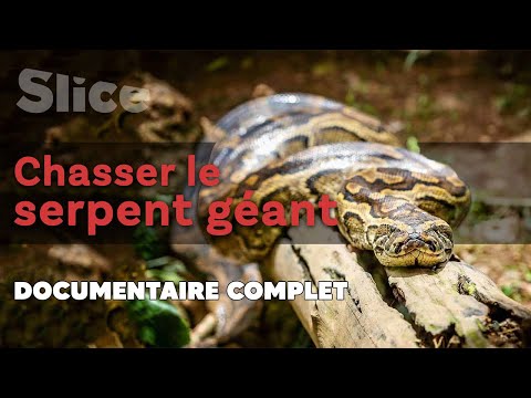 Vidéo: Les pythons réticulés savent-ils nager ?