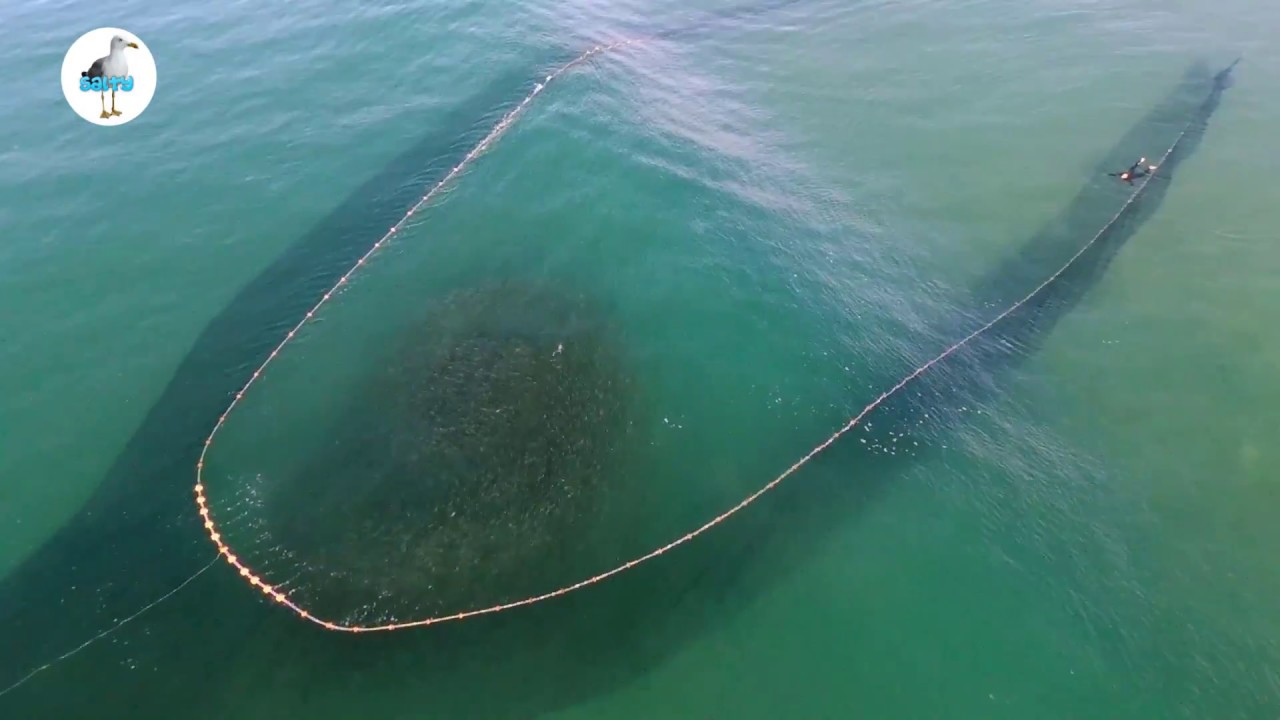 Netting Sardines 2018 Sardine Run 