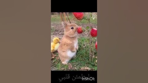 سورة النبأ بصوت عذب القارئ اسلام صبحي ارح قلبك💜💜💜