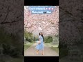 Cherry Blossom🌸🌸🌸 Photoshoot Idea📷 #cherryblossom #spring #summer #photography #shortsfeed #korea