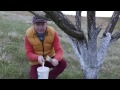 Comment Badigeonner Les Arbres Fruitiers 