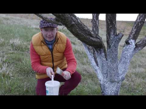 Vidéo: Tree Wound Dressing - Informations sur l'utilisation de pansements sur les plaies d'arbres