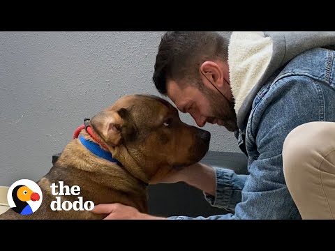 Video: Sladký Pit Bull Puppy přitahovaný za nákladním vozem nemá nic než lásku pro své záchranáře