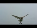Barn owl flying through the snow