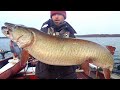 Amazing 3 giant muskys bite solo fishing in november