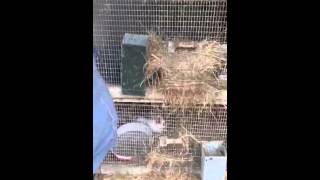 Elevage de lapin rex et lapin fermier des courlis 2