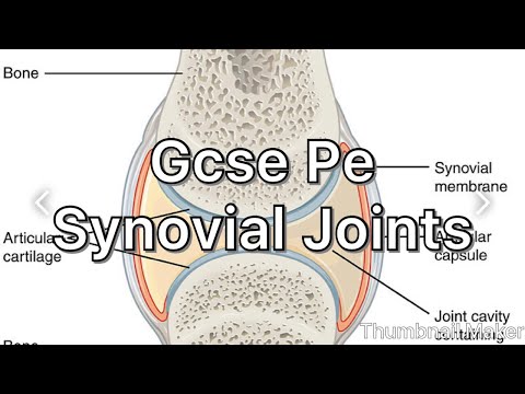 GCSE PE- Synovial Joints structure and Exam question