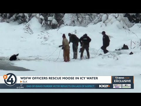 WDFW officers rescue moose stuck in frozen lake for hours