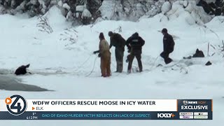 WDFW officers rescue moose stuck in frozen lake for hours