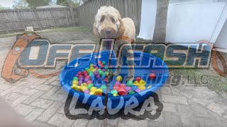 Goldendoodle, 1.5yo, female, named Penny by Off Leash K9 Training South Florida 34 views 1 year ago 5 minutes, 13 seconds