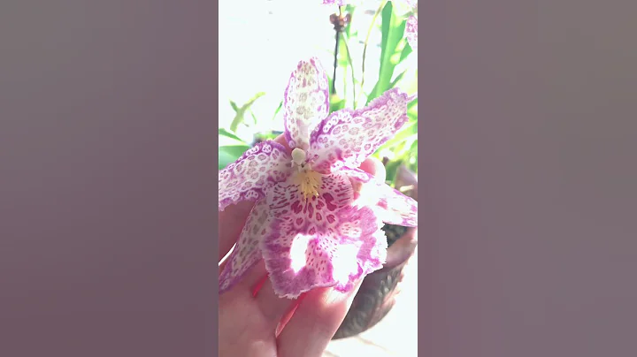 Beallara Patricia Mccully Pacidic Matriarch