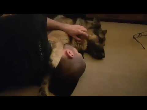 Big German Shepherd dog enjoys hugs with owner