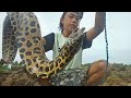 MANCING BELUT MORAY Perlawanannya Luar Biasa || Giant moray ell