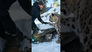 Human help snow leopard rescue snow leopard cub from rock #animals #rescue #human