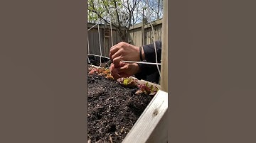 Old School Economical Trellis