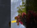 صباح الخير يا الورد غالي صباح الخير    دندنها