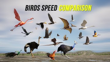 Birds Speed 3D Comparison | WORLD