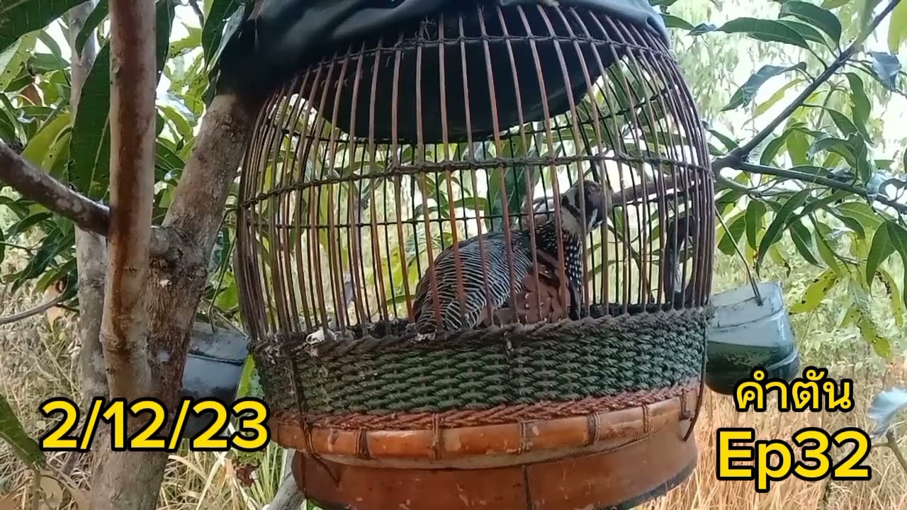 นกกระทาทุ่ง #คำตัน Ep32