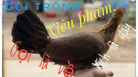 Gà mái gọi trống mới nhất 2023 .gọi là về trị bổi bể