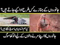 how animals and birds share feelings of loss their fellow in urdu hindi | Urdu Cover documentary