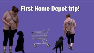 Service Dog in training Asher goes to Home Depot... vlog