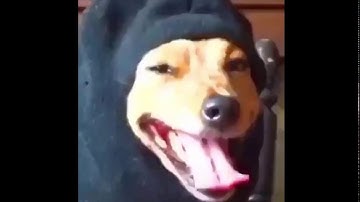 The Marxists, the Anarchists, the agitators, the looters