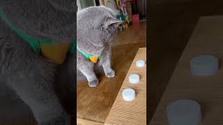 King Samrat 👑#SamratTheCat #CatKing #RoyalPet #SamratVibes #InstaCat #MeowEmperor #CatLovers