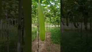 The gift of God to my 65th birthday new sponge gourd cover by Jr mariano#birthdaygiftofGod