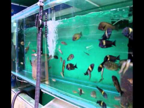 tropheus red rainbow wild_caught_tropheus_water_change.wmv